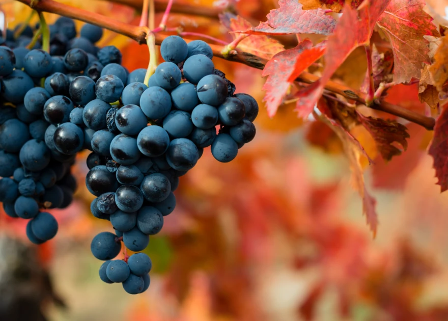 El vino de Toro. Enoturismo